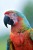 closeup-scarlet-macaw-from-side-view-scarlet-macaw-closeup-head_488145-3540