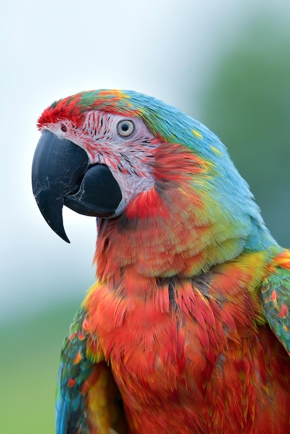 closeup-scarlet-macaw-from-side-view-scarlet-macaw-closeup-head_488145-3540